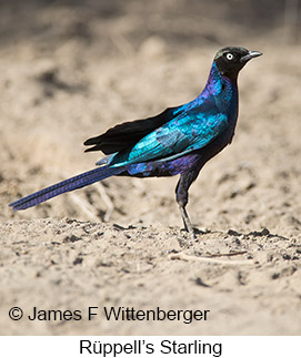 Rueppell's Starling - © James F Wittenberger and Exotic Birding LLC