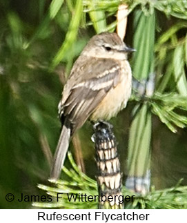 Rufescent Flycatcher - © James F Wittenberger and Exotic Birding LLC