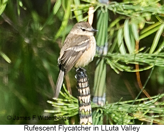 Rufescent Flycatcher - © James F Wittenberger and Exotic Birding LLC