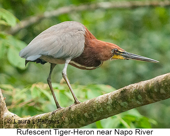 Rufescent Tiger-Heron - © Laura L Fellows and Exotic Birding LLC
