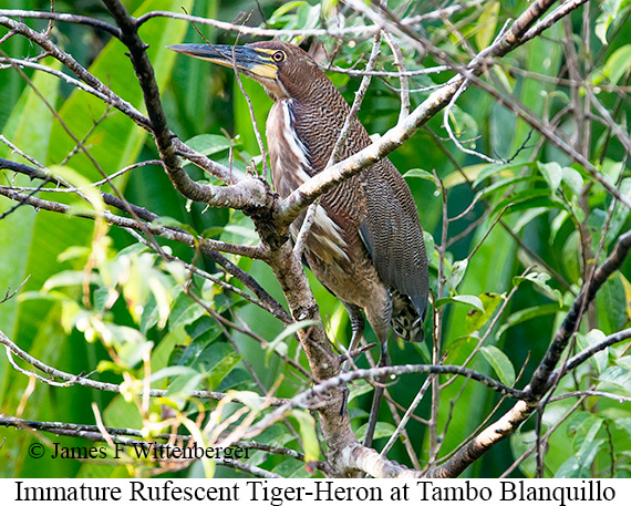 Rufescent Tiger-Heron - © James F Wittenberger and Exotic Birding LLC
