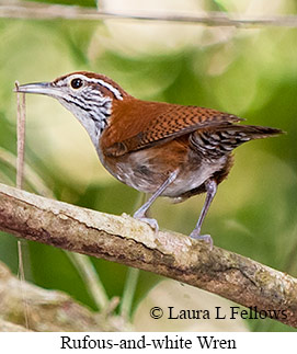 Rufous-and-white Wren - © Laura L Fellows and Exotic Birding LLC