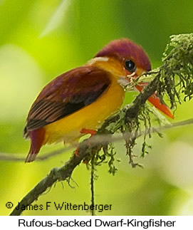 Rufous-backed Dwarf-Kingfisher - © James F Wittenberger and Exotic Birding LLC