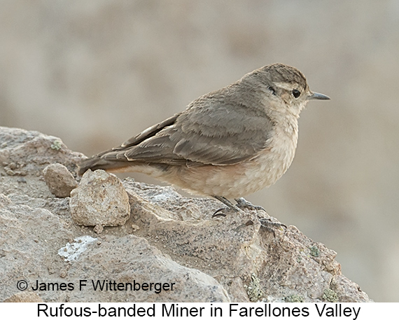 Rufous-banded Miner - © James F Wittenberger and Exotic Birding LLC