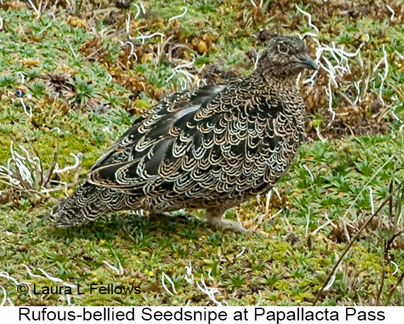 Rufous-bellied Seedsnipe above Papallacta Pass in the Andes Mountains of Ecuador - &copy; Laura L Fellows and Exotic Birding tours