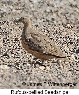 Rufous-bellied Seedsnipe - © James F Wittenberger and Exotic Birding LLC