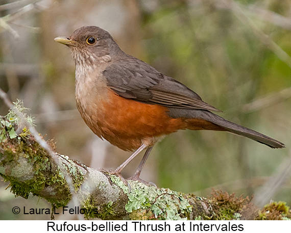 Rufous-bellied Thrush - © Laura L Fellows and Exotic Birding LLC