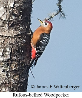 Rufous-bellied Woodpecker - © James F Wittenberger and Exotic Birding LLC