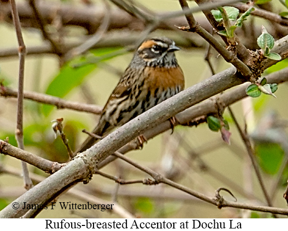 Rufous-breasted Accentor - © James F Wittenberger and Exotic Birding LLC
