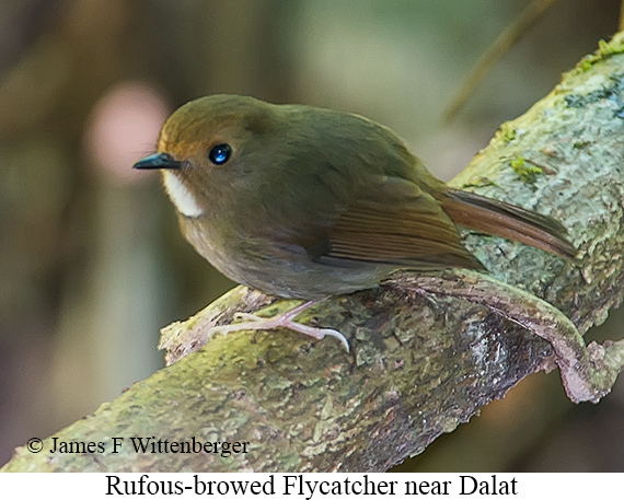 Rufous-browed Flycatcher - © James F Wittenberger and Exotic Birding LLC