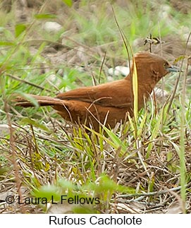 Rufous Cacholote - © Laura L Fellows and Exotic Birding LLC