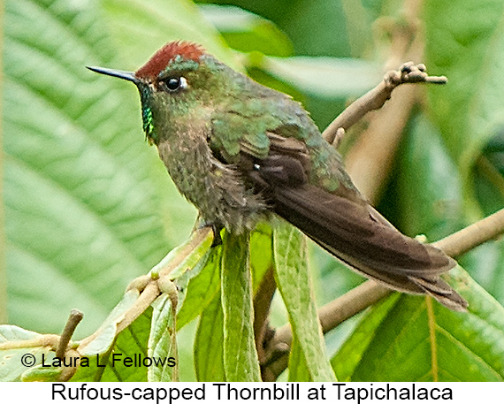 Rufous-capped Thornbill - © Laura L Fellows and Exotic Birding LLC