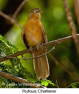 Rufous Chatterer - © James F Wittenberger and Exotic Birding LLC