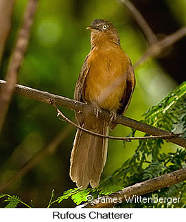 Rufous Chatterer - © James F Wittenberger and Exotic Birding LLC