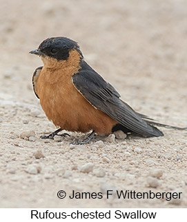 Rufous-chested Swallow - © James F Wittenberger and Exotic Birding LLC