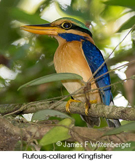 Rufous-collared Kingfisher - © James F Wittenberger and Exotic Birding LLC