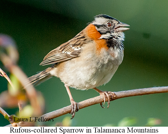 Rufous-collared Sparrow - © Laura L Fellows and Exotic Birding LLC