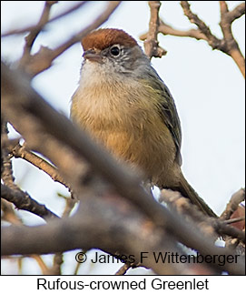 Rufous-crowned Greenlet - © James F Wittenberger and Exotic Birding LLC