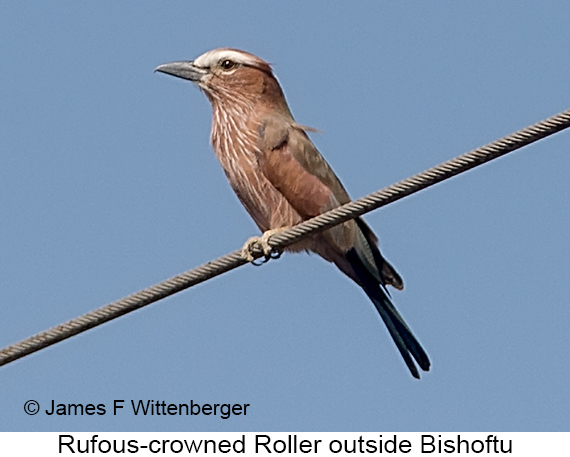 Rufous-crowned Roller - © James F Wittenberger and Exotic Birding LLC