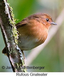 Rufous Gnateater - © James F Wittenberger and Exotic Birding LLC
