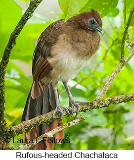 Rufous-headed Chachalaca - © Laura L Fellows and Exotic Birding LLC