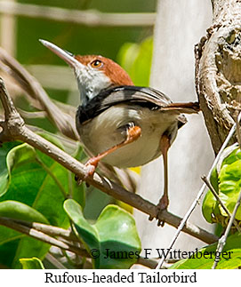 Rufous-headed Tailorbird - © James F Wittenberger and Exotic Birding LLC