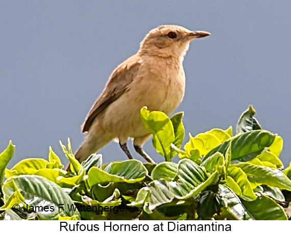 Rufous Hornero - © James F Wittenberger and Exotic Birding LLC