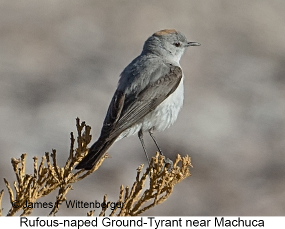 Rufous-naped Ground-Tyrant - © James F Wittenberger and Exotic Birding LLC