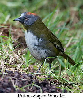 Rufous-naped Whistler - © James F Wittenberger and Exotic Birding LLC