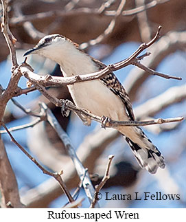 Rufous-naped Wren - © Laura L Fellows and Exotic Birding LLC