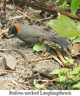 Rufous-necked Laughingthrush - © James F Wittenberger and Exotic Birding LLC