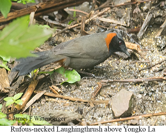 Rufous-necked Laughingthrush - © James F Wittenberger and Exotic Birding LLC