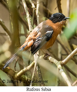 Rufous Sibia - © James F Wittenberger and Exotic Birding LLC