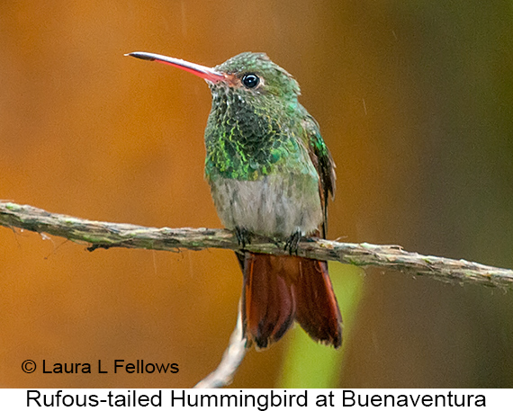 Rufous-tailed Hummingbird - © Laura L Fellows and Exotic Birding LLC