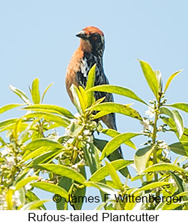 Rufous-tailed Plantcutter - © James F Wittenberger and Exotic Birding LLC