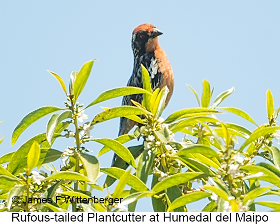 Rufous-tailed Plantcutter - © James F Wittenberger and Exotic Birding LLC