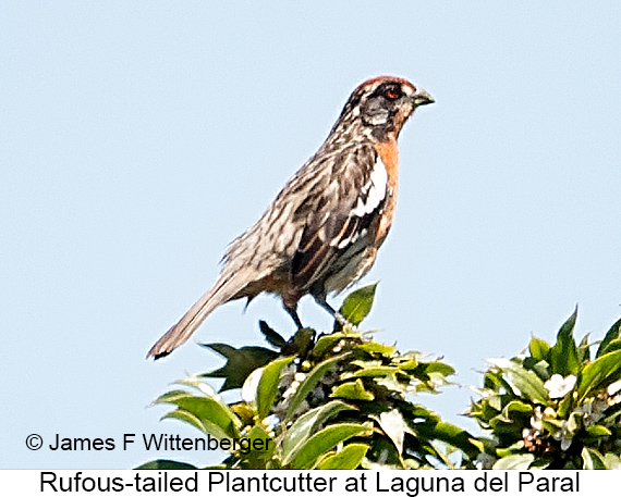 Female Rufous-tailed Plantcutter - © James F Wittenberger and Exotic Birding LLC