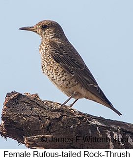 Rufous-tailed Rock-Thrush - © James F Wittenberger and Exotic Birding LLC