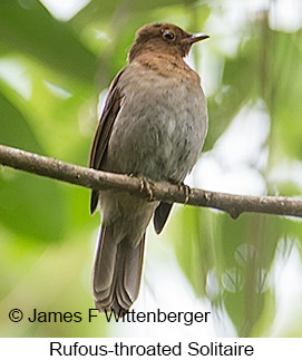 Rufous-throated Solitaire - © James F Wittenberger and Exotic Birding LLC