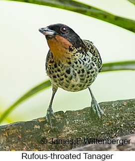 Rufous-throated Tanager - © James F Wittenberger and Exotic Birding LLC