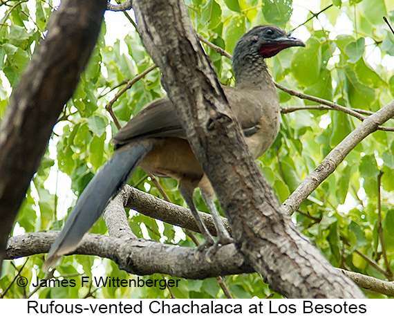 Rufous-vented Chachalaca - © James F Wittenberger and Exotic Birding LLC