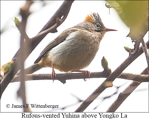 Rufous-vented Yuhina - © James F Wittenberger and Exotic Birding LLC