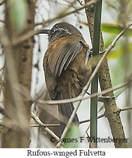 Rufous-winged Fulvetta - © James F Wittenberger and Exotic Birding LLC