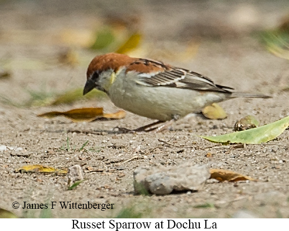 Russet Sparrow - © James F Wittenberger and Exotic Birding LLC