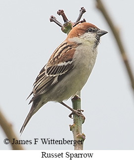 Russet Sparrow - © James F Wittenberger and Exotic Birding LLC