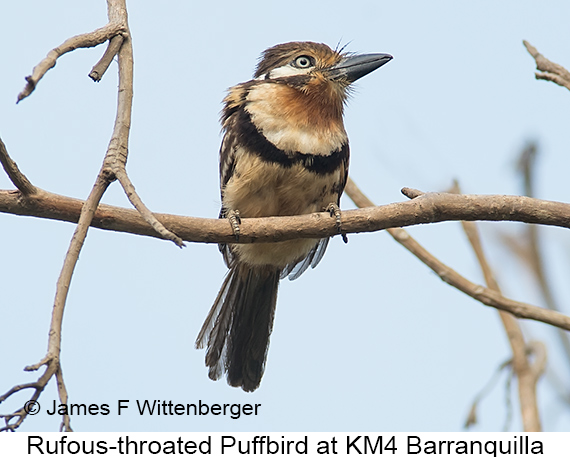 Russet-throated Puffbird - © James F Wittenberger and Exotic Birding LLC