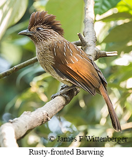 Rusty-fronted Barwing - © James F Wittenberger and Exotic Birding LLC