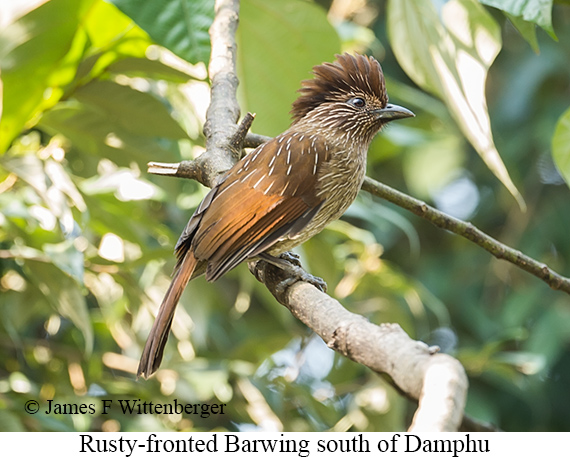 Rusty-fronted Barwing - © James F Wittenberger and Exotic Birding LLC