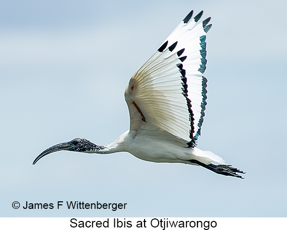 Sacred Ibis - © James F Wittenberger and Exotic Birding LLC