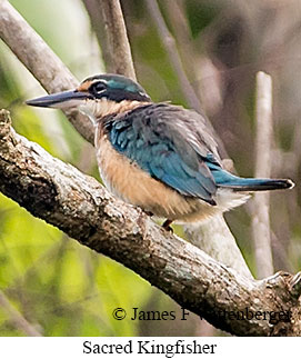 Sacred Kingfisher - © James F Wittenberger and Exotic Birding LLC